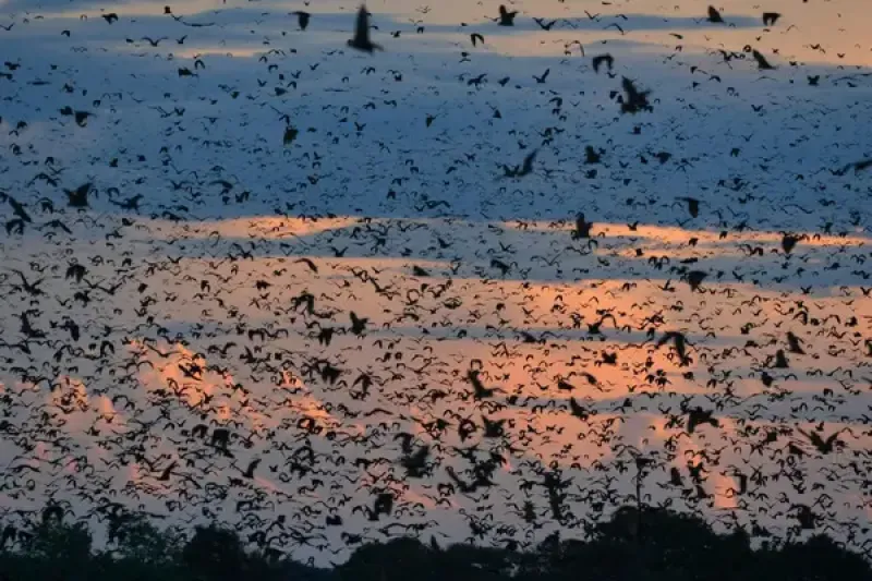 Bat Migration Zambia © Chris Meyer