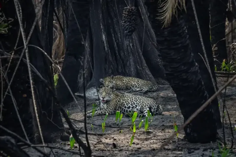 Caiman post-fire