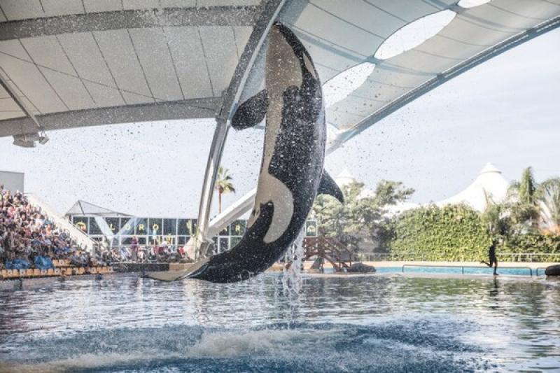 Industry urged to stop promoting and selling captive orca and dolphin attractions
