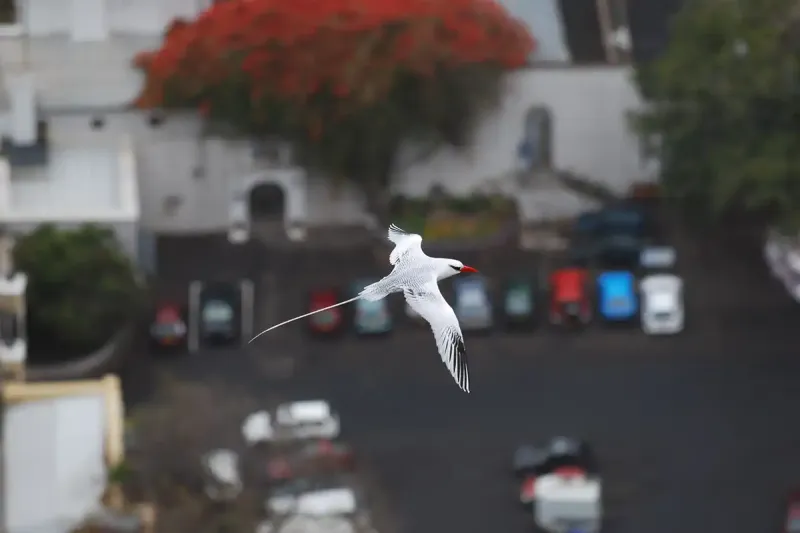A tropic bird flying above the capital of Jamestown in St Helena. Credit: Ed Thorpe