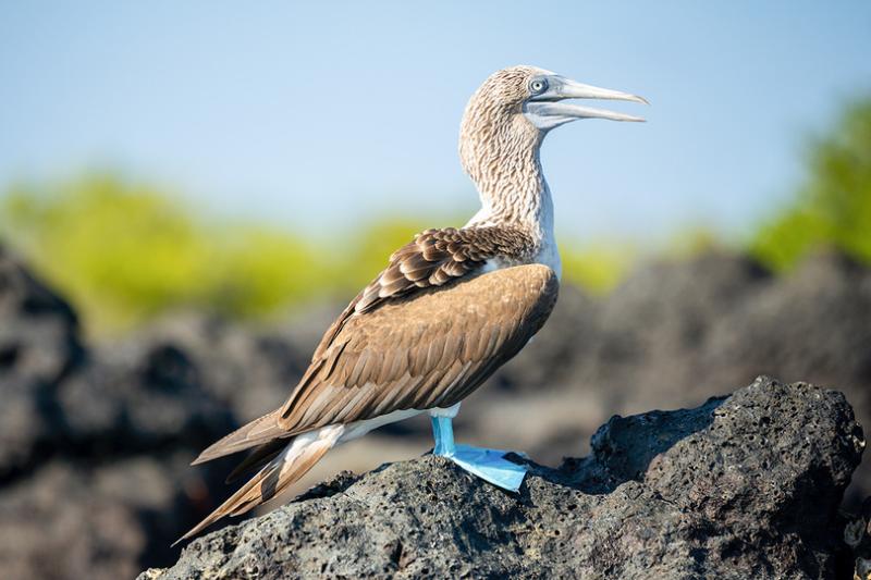 Two additional Galápagos ships and an unrivalled heritage: introducing National Geographic-Lindblad Expeditions