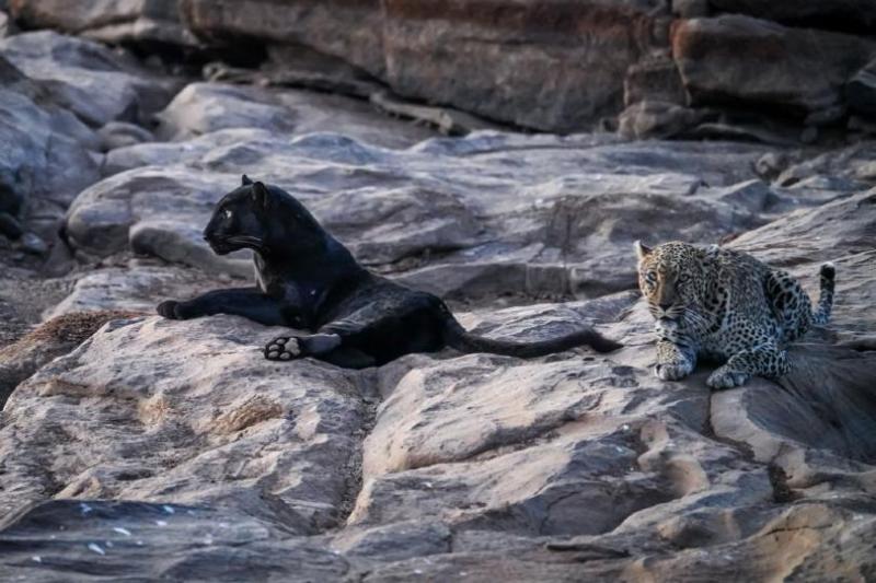 Suyian_Conservancy_black_leopard