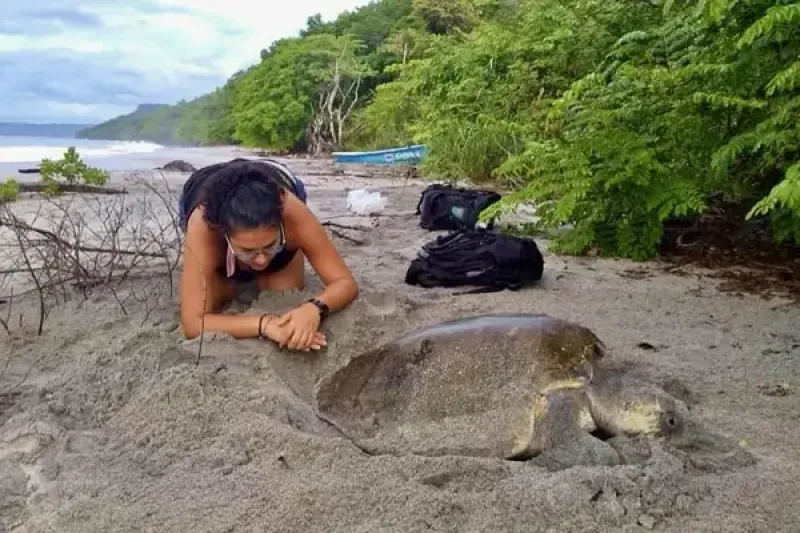 Costa Rica turtle Cecropia Travel