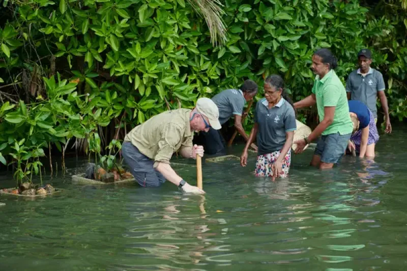 Mangrove restoration