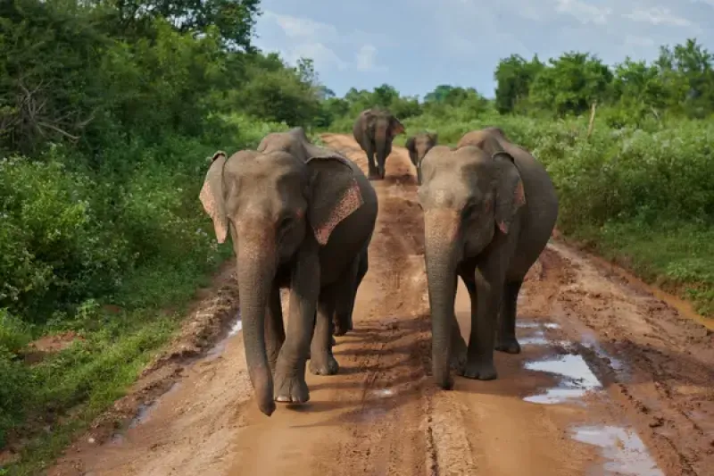 Elephants in Udawalawe National Park