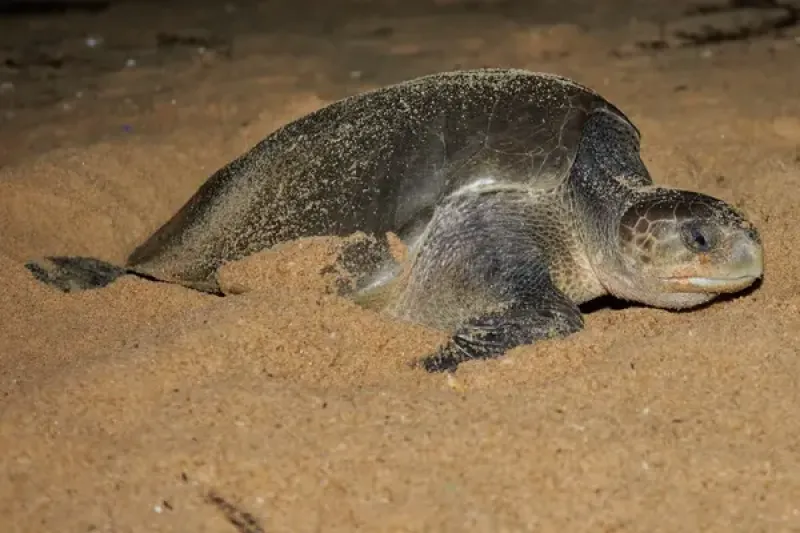 Olive ridley turtle