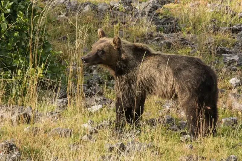Marsican brown bear