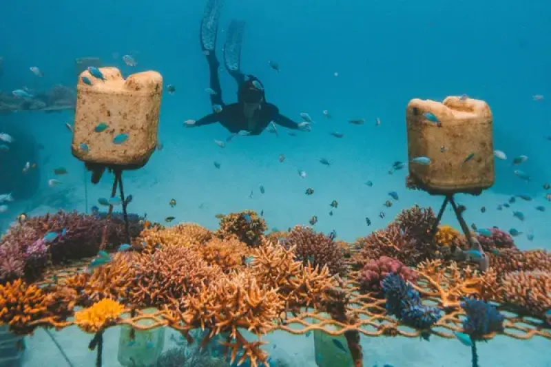 Coral nursery