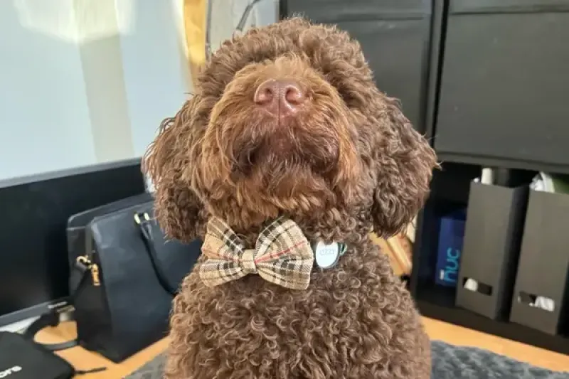 Ozzy the miniature labradoodle