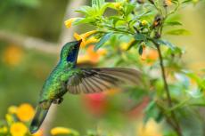A bird in Colombia 