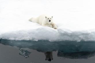 white-polar-bear