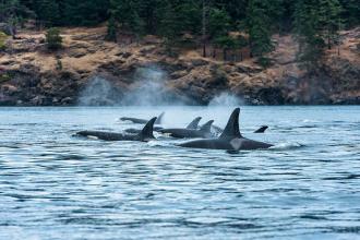 Pod of orcas. Credit: Destination BC and Reuben Krabbe