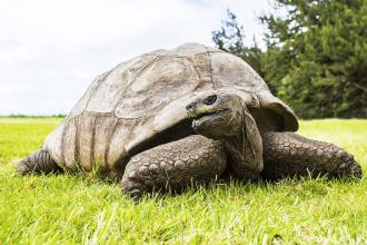 Why St Helena should be on clients’ island destination bucket lists