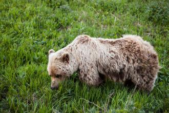 Brown bear in Denali National Park. Photo: Yancy Caldwell
