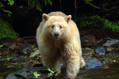 Spirt bear